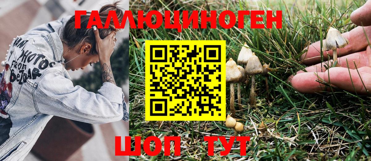 Псилоцибиновые грибы GOLDEN TEACHER  как найти наркотики  Богданович  Вход с VPN 